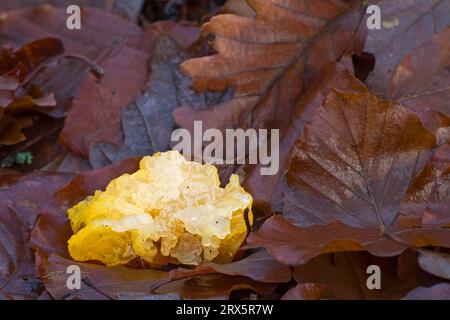 Golden Jelly Pilz liegt zwischen Laub, nachdem ein Sturm den Pilz von einem Zweig abgerissen hat (gelbes Gehirn) Stockfoto