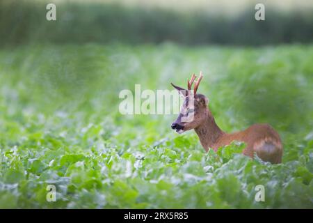 Europäische Rehe (Capreolus capreolus) Jährling auf einem Zuckerrübenfeld (Europäisches Rehwild) (Rehwild), Rehe-Jährling brütet in einem Zucker Stockfoto