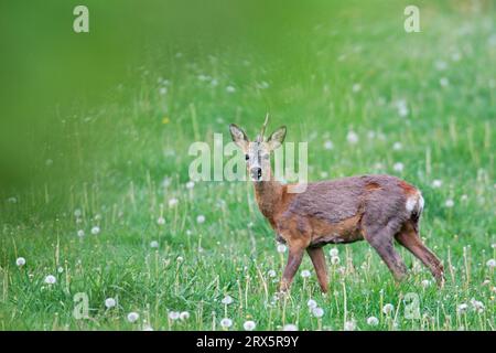 Die europäischen Rehe (Capreolus capreolus) sind sehr anpassungsfähig und haben in Deutschland sogar innerstädtische Grünflächen wie Friedhöfe erobert Stockfoto