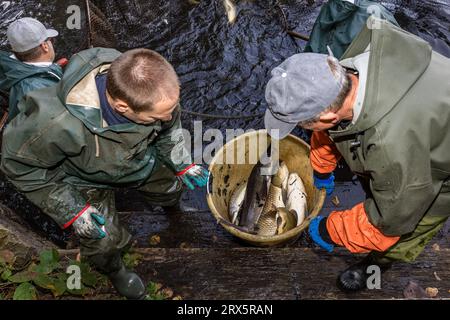 Rietschen, Deutschland. September 2023. Fischer übertragen Fisch, der in einem Netz gefangen wird, in einen Eimer. Am Samstag startet das Natur- und Angelfest in Rietschen die Lausitzer Fischwochen 2023 in der Oberlausitz und eröffnet die sächsische Karpfensaison. Mehr als 1.000 Teiche gehören zur Oberlausitzer Heide- und Teichlandschaft, wo seit dem 13. Jahrhundert Karpfen und andere Fische wachsen. Quelle: Frank Hammerschmidt/dpa/Alamy Live News Stockfoto