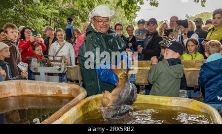 Rietschen, Deutschland. September 2023. Ein Fischer legt einen Spiegelkarpfen in einen Behälter mit Wasser, während er den gefangenen Fisch nach Art und Größe sortiert. Am Samstag startet das Natur- und Angelfest in Rietschen die Lausitzer Fischwochen 2023 in der Oberlausitz und eröffnet die sächsische Karpfensaison. Mehr als 1.000 Teiche gehören zur Oberlausitzer Heide- und Teichlandschaft, wo seit dem 13. Jahrhundert Karpfen und andere Fische wachsen. Quelle: Frank Hammerschmidt/dpa/Alamy Live News Stockfoto