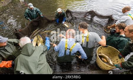 Rietschen, Deutschland. September 2023. Prominente Gäste helfen beim Fischen im Erlichthof Rietschen. Heute, Samstag, findet der Auftakt der Lausitzer Fischwochen 2023 in Oberlausitz und die Eröffnung der sächsischen Karpfensaison beim Natur- und Angelfest in Rietschen statt. Mehr als 1000 Teiche gehören zur Oberlausitzer Heide- und Teichlandschaft, wo seit dem 13. Jahrhundert Karpfen und andere Fische wachsen. Quelle: Frank Hammerschmidt/dpa/Alamy Live News Stockfoto