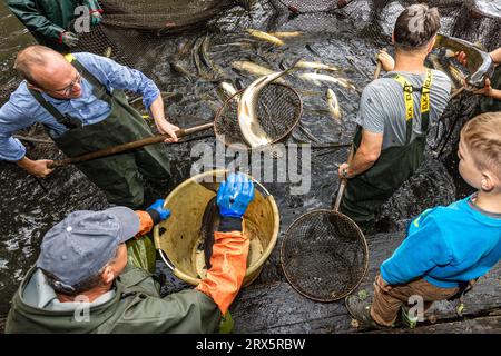 Rietschen, Deutschland. September 2023. Prominente Gäste helfen beim Fischen im Erlichthof Rietschen. Heute, Samstag, findet der Auftakt der Lausitzer Fischwochen 2023 in Oberlausitz und die Eröffnung der sächsischen Karpfensaison beim Natur- und Angelfest in Rietschen statt. Mehr als 1000 Teiche gehören zur Oberlausitzer Heide- und Teichlandschaft, wo seit dem 13. Jahrhundert Karpfen und andere Fische wachsen. Quelle: Frank Hammerschmidt/dpa/Alamy Live News Stockfoto