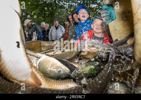 Rietschen, Deutschland. September 2023. Die Besucher sind nah am Geschehen, da die Fische nach Art und Größe sortiert sind und auch ein paar Spritzer Wasser bekommen. An diesem Samstag wird das Natur- und Angelfest in Rietschen den Beginn der Lausitzer Fischwochen 2023 in der Oberlausitz und den Beginn der sächsischen Karpfensaison markieren. Mehr als 1.000 Teiche gehören zur Oberlausitzer Heide- und Teichlandschaft, wo seit dem 13. Jahrhundert Karpfen und andere Fische wachsen. Quelle: Frank Hammerschmidt/dpa/Alamy Live News Stockfoto