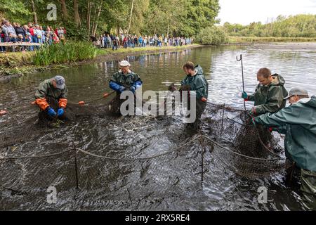 Rietschen, Deutschland. September 2023. Zahlreiche Zuschauer beobachten Fischer, wie sie ein Netz zusammenziehen, während sie einen Teich auf dem Erlichthof in Rietschen angeln. Heute, am Samstag, beginnt das Natur- und Angelfest in Rietschen mit den Lausitzer Fischwochen 2023 in der Oberlausitz und der Eröffnung der sächsischen Karpfensaison. Mehr als 1.000 Teiche gehören zur Oberlausitzer Heide- und Teichlandschaft, wo seit dem 13. Jahrhundert Karpfen und andere Fische wachsen. Quelle: Frank Hammerschmidt/dpa/Alamy Live News Stockfoto