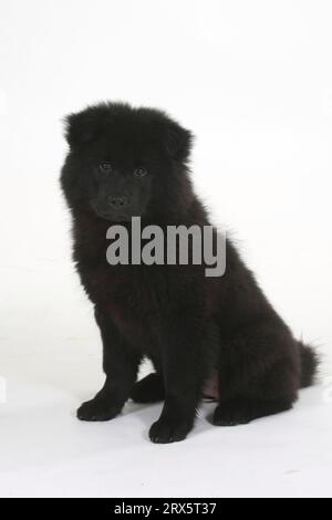 Eurasier, Welpe, 14 Wochen Stockfoto