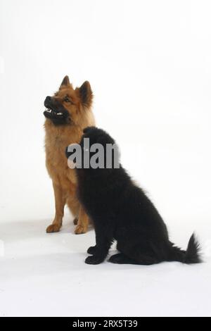 Eurasier mit Welpe, 14 Wochen Stockfoto