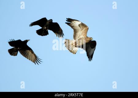 Aaskrähen (Corvus corone corone) greifen den Mäusebussard, Niedersachsen, Deutschland (Buteo buteo), den Mäusebussard an Stockfoto
