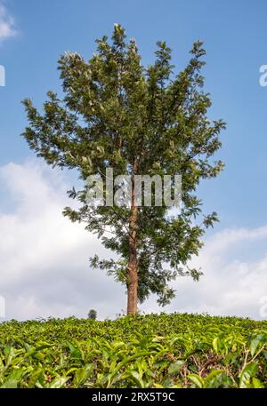 Einsamer Baum In Tee-Plantage, Munnar, Kerala, Indien Stockfoto