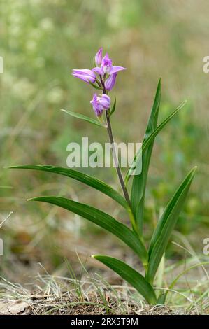 Red Helleborine (Cephalanthera rubra), Provence, Südfrankreich Stockfoto