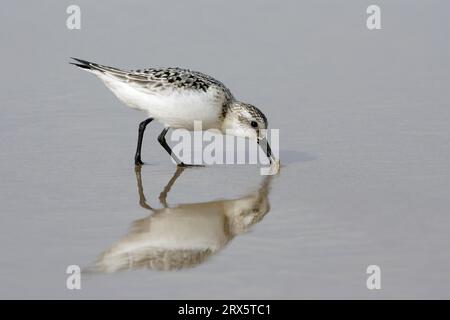Sanderling (Calidris alba) im Wintergefieder, Costa Verde, Spanien, Side Stockfoto