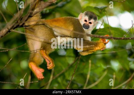 Rotes Eichhörnchen (Saimiri oerstedii), Nationalpark Manuel Antonio, Costa Rica Stockfoto