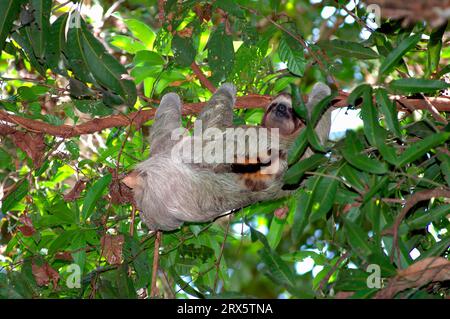 Bradypus variegatus, Nationalpark Manuel Antonio, Costa Rica Stockfoto