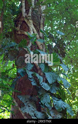 Baum im tropischen Regenwald, Monstera, Würgefigur, Fensterblatt, Liane, Carara-Nationalpark, Costa Rica Stockfoto