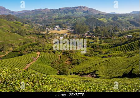 Teeplantage und Stadt Munnar, Kerala, Indien Stockfoto