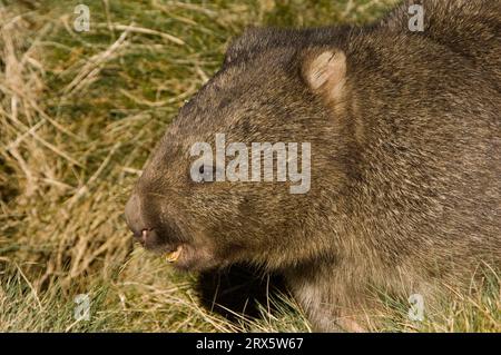 Common Wombat, Craddle Mountain National Park, Tasmanien, Australien, Grobhaariger Wombat (Vombatus ursinus) Stockfoto