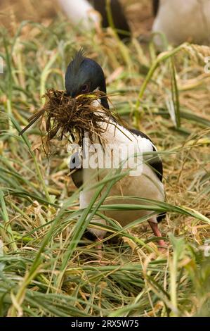 Auckland Island Shag mit Nistmaterial, Enderby Island, Auckland Islands, Neuseeland (Phalacrocorax colensoi) Stockfoto