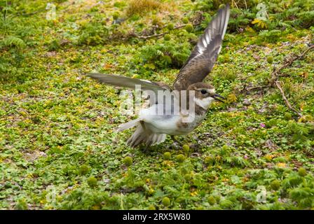 Neuseeland Dotterel (Charadrius obscurus), Enderby Island, Auckland Islands, Neuseeland, Red-Breasted Plover Stockfoto