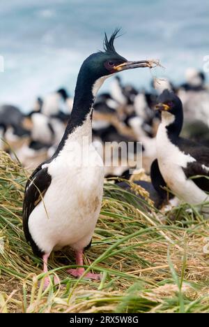 Auckland Island Shag-Kolonie, Enderby Island, Auckland Islands, Neuseeland (Phalacrocorax colensoi) Stockfoto