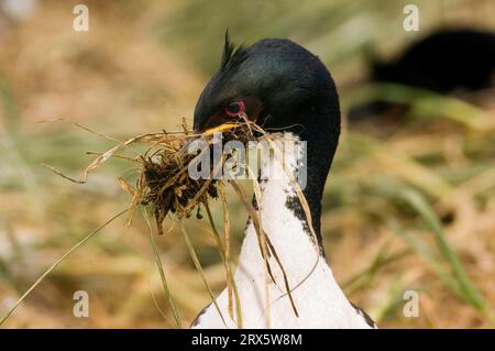 Auckland Island Shag mit Nistmaterial, Enderby Island, Auckland Islands, Neuseeland (Phalacrocorax colensoi) Stockfoto