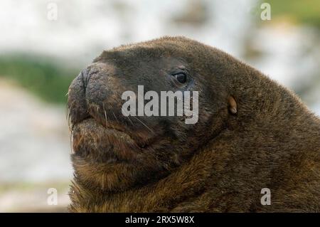 Hooker's Sea Lion (Phocarctos hookeri), Bull, Enderby Island, Auckland Islands, Neuseeland Stockfoto