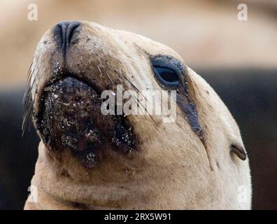 Hooker's Sea Lion (Phocarctos hookeri), weiblich, Enderby Island, Auckland Islands, Neuseeland Stockfoto