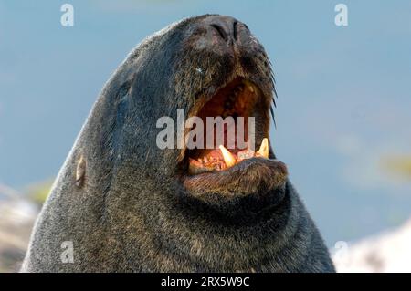 Hooker's Sea Lion (Phocarctos hookeri), Bull, Enderby Island, Auckland Islands, Neuseeland Stockfoto