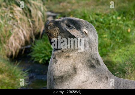 Hooker's Sea Lion (Phocarctos hookeri), weiblich, Enderby Island, Auckland Islands, Neuseeland Stockfoto