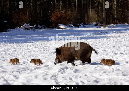 Wildschweine (Sus scrofa), Aussaat mit Jungschweinen, Ferkeln, seitlich Stockfoto