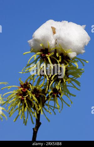 Hamamelis 'Sunburst', Blüten mit Schnee (Hamamelis intermedia), Zaubernuss 'Sunburst', Blueten mit Schnee (Hamamelis intermedia) Stockfoto