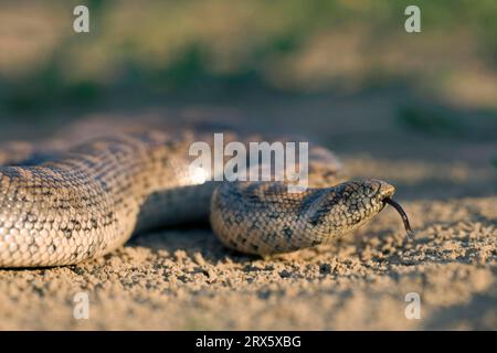 Eryx jaculus (Eryx jaculus), lambent, lambent, Bulgaria Stockfoto