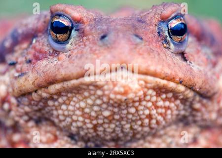 Mittelmeer-Kröte, Bulgarien, Mittelmeer-Kröte (Bufo bufo spinosus), Bulgarien Stockfoto