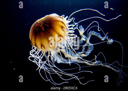 Pacific Sea Nessel (Chrysaora melanaster), Purple Stripe Jellyfish, Northern Sea Nessel Stockfoto