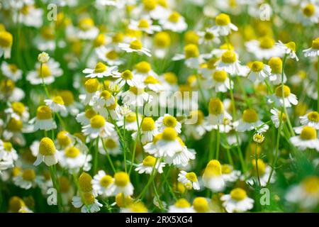 Duftender Mayweed, Bulgarien (Matricaria maritima inodora) Stockfoto