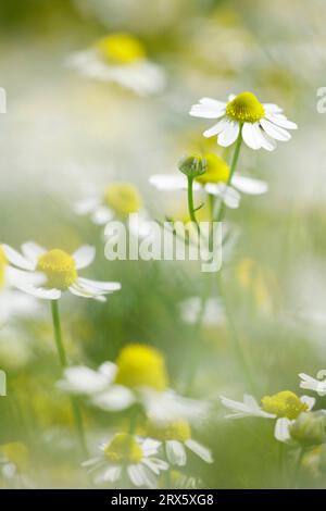 Duftender Mayweed, Bulgarien (Matricaria maritima inodora) Stockfoto