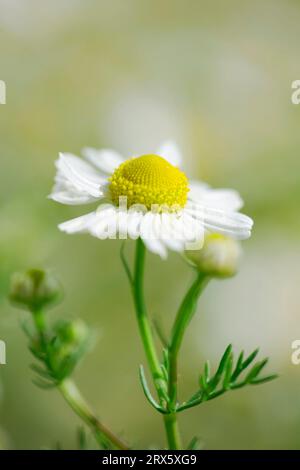 Duftender Mayweed, Bulgarien (Matricaria maritima inodora) Stockfoto