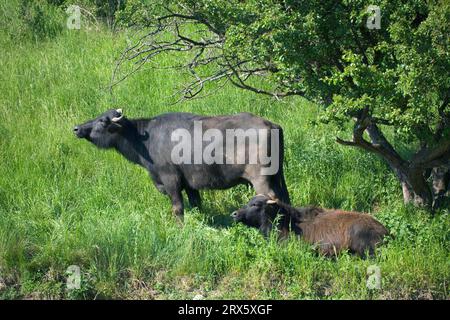 Einheimischer Büffel (Bos arnee), Kerabau, Carabao, asiatischer Wasserbüffel (Bubalus arnee), Büffel, Bulgarien Stockfoto