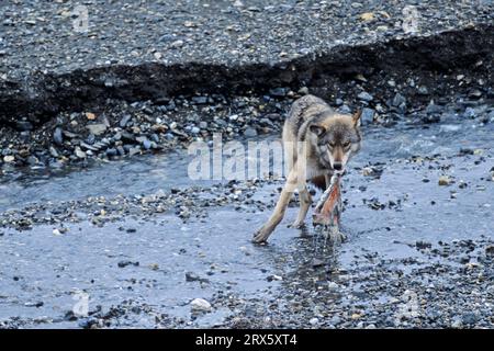 Wolf, zu den wichtigsten Beutetieren in Deutschland gehören Rehe, Rotwild und Jungschweine (Mackenzie Wolf) (Foto Wolf mit den Überresten eines Karibus) Stockfoto