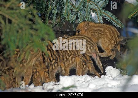 Wildschwein (Sus scrofa), im Alter von 3, 4 Monaten werden die Ferkel abgesetzt (Wildschwein) (Foto Wildschweinferkel säugen), Wildschwein, die Ferkel sind es Stockfoto