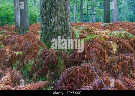 Laubmischwald mit Bracken im Herbst, Schierenwald, Schleswig-Holstein Stockfoto