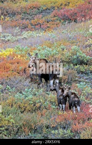 ELK, eine sehr wichtige Nahrungsquelle sind Wasserpflanzen (Alaskan Elch) (Foto Kuhhirsch (Alces alces) und Kälber), Elche müssen eine gute Nahrung zu sich nehmen Stockfoto