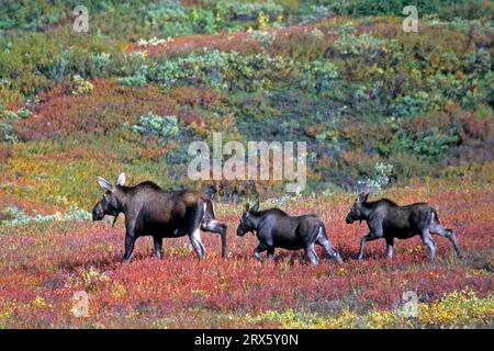 Elche (Alces alces) Kühe bringen normalerweise 1 Kalb zur Welt, aber 2 Kälber sind nicht ungewöhnlich (Alaskan Elch) (Foto Kuh Elch mit Kälbern im Herbst) Stockfoto
