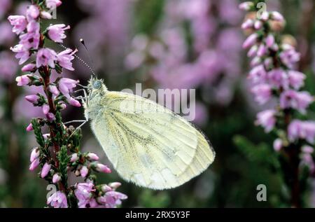 Grün-geädertes weiß (Pieris napi), das Männchen gibt einen ausgeprägten Geruch ab (Gruenader-Weissling) (Foto Weibchen auf gewöhnlichem Heidekraut), grün-geädertes weiß Stockfoto