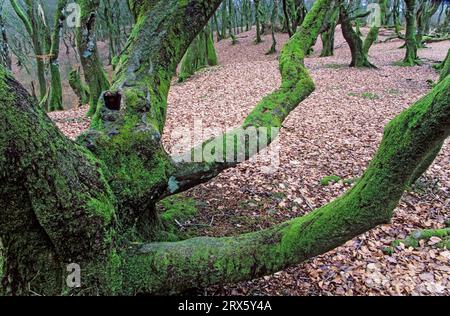 Buchen im Märchenwald Troldeskoven, Rebild Bakker National Park, Nordjylland Stockfoto