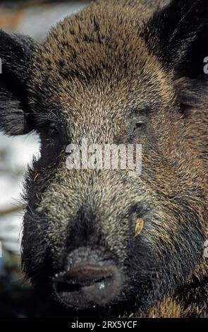 Wildschwein-Tusker im Schnee auf der Suche nach Nahrung (Wildschwein (Sus scrofa) Stockfoto