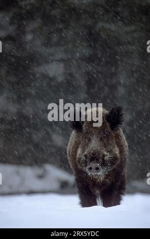 Wildschwein-Tusker im Schneefall beobachten alarmiert den Fotografen (Wildschwein (Sus scrofa) Stockfoto