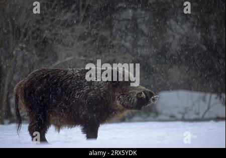 Wildschwein-Tusker im Schneefall, der den Waldrand aufmerksam beobachtet (Wildschwein (Sus scrofa) Stockfoto