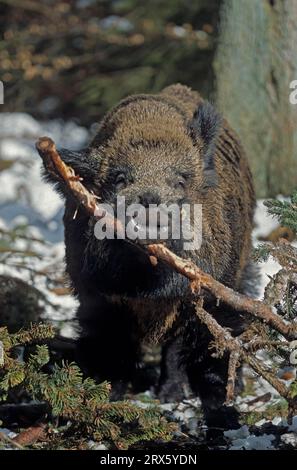 Wildschwein-Tusker im Schnee auf der Suche nach Nahrung (Wildschwein (Sus scrofa) Stockfoto