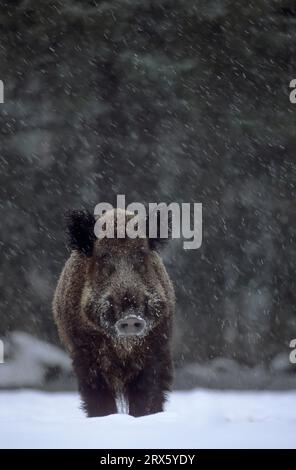 Wildschwein-Tusker im Schneefall beobachten alarmiert den Fotografen (Wildschwein (Sus scrofa) Stockfoto