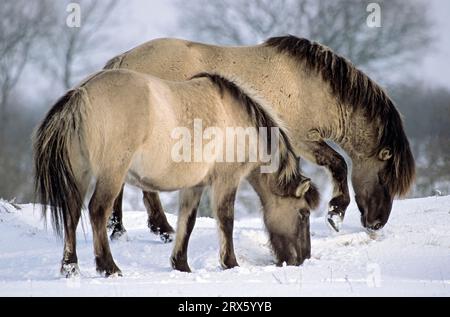 Konik, Hengst und Stute auf der Suche nach Futter im Schnee (Waldtarpan-Ruechtung), Heck Pferdehengst und Stute auf der Suche nach Futter im Schnee (Tarpan-Zucht) Stockfoto